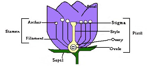 FLOWER ANATOMY Parts Of A Flower